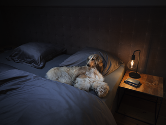 KEYVISUAL_HUND_0225_4